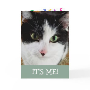 Cute Black And White Cat Birthday Card