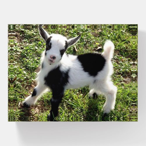 Cute Black and White Goat Kid Paperweight