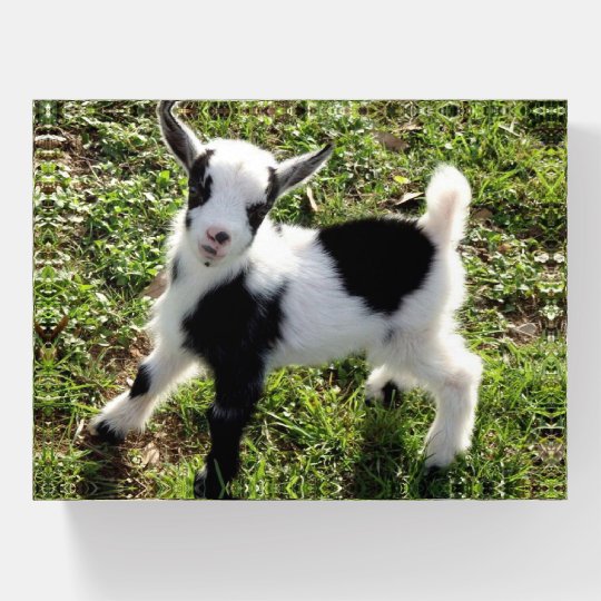 photo Cute Black And White Baby Goat cute black and white goat kid paperweight zazzle com
