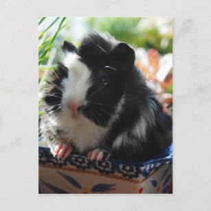 Cute Black and White Guinea Pig Postcard