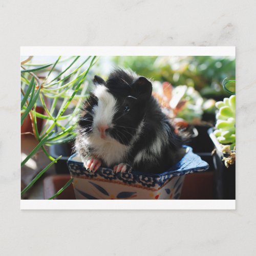 Cute Black and White Guinea Pig Postcard