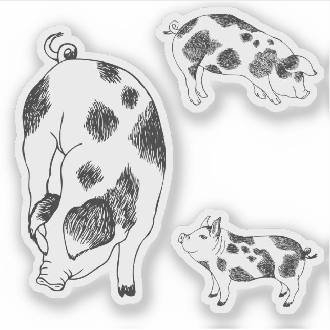 Cute black and white hand drawn pig with cow spots sticker (Front)