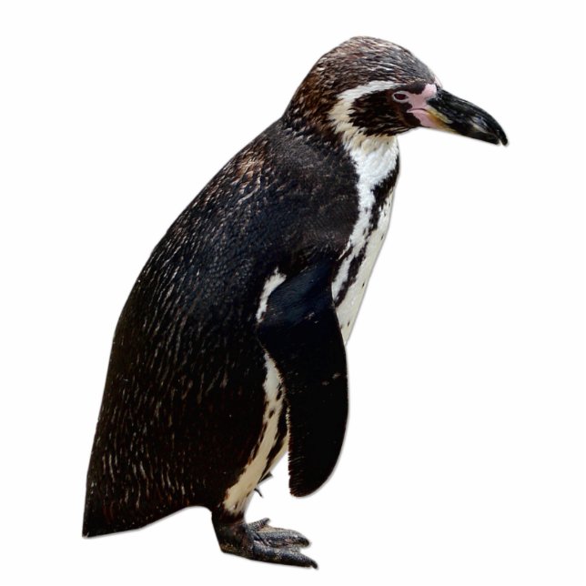 Cute Black and White Humboldt Penguin Sculpture (Front)