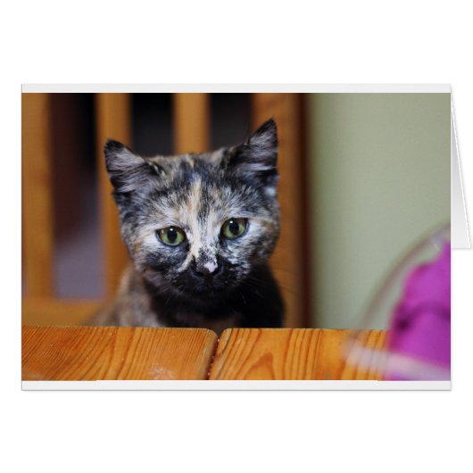 Cute Black and White Kitten Cards (Front Horizontal)
