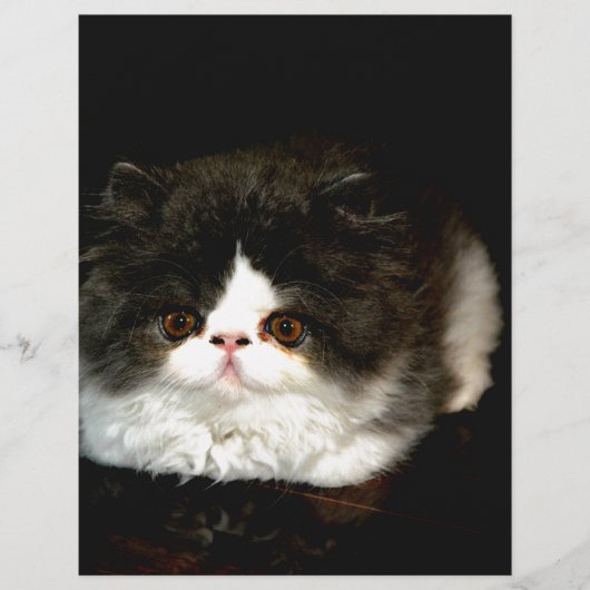 Cute Black and White Kitten cat pet  (Front)