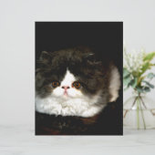 Cute Black and White Kitten cat pet  (Standing Front)