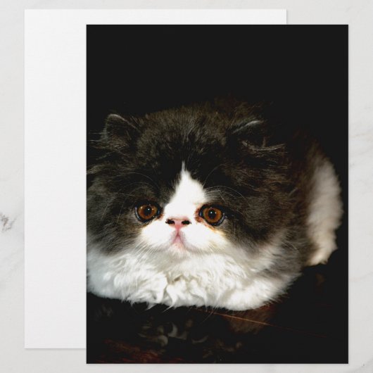 Cute Black and White Kitten cat pet  (Front/Back)