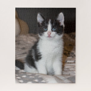 Cute black and white kitten jigsaw puzzle