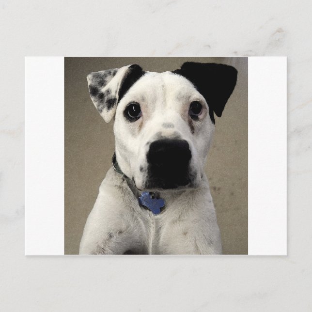 Cute black and White Pit Bull Terrier Postcard (Front)