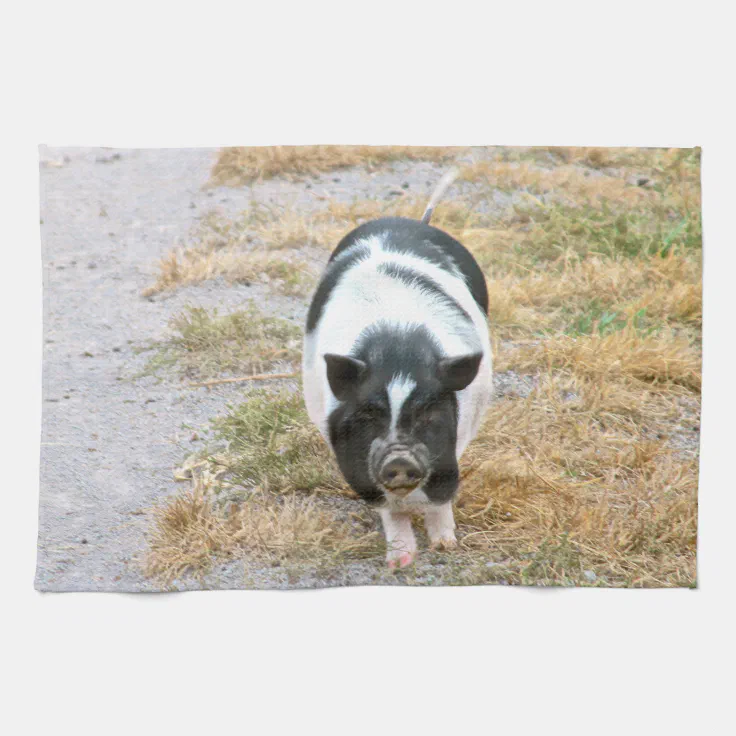 black pot belly pig