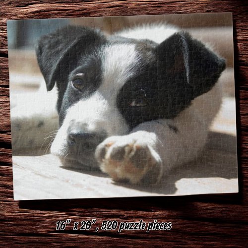 Cute Black and White Puppy Close-Up Photograph