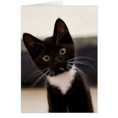 Cute Black And White Tuxedo Kitten