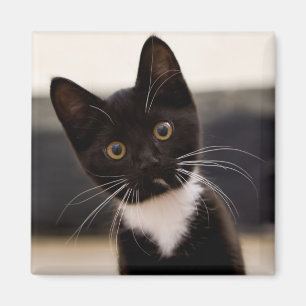 Cute Black And White Tuxedo Kitten Magnet