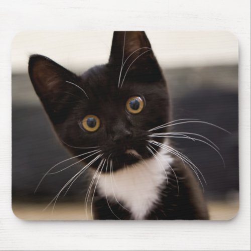 Cute Black And White Tuxedo Kitten Mouse Pad