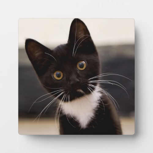 Cute Black And White Tuxedo Kitten Plaque