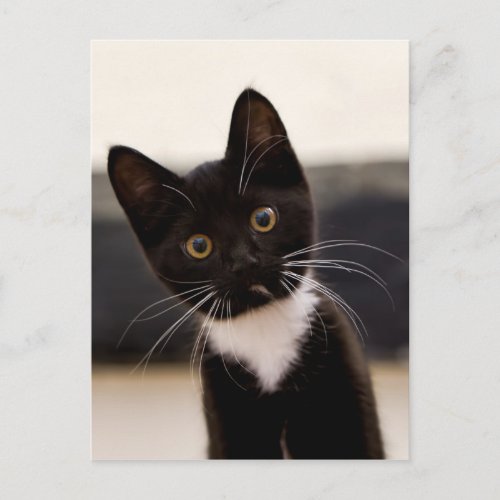 Cute Black And White Tuxedo Kitten Postcard