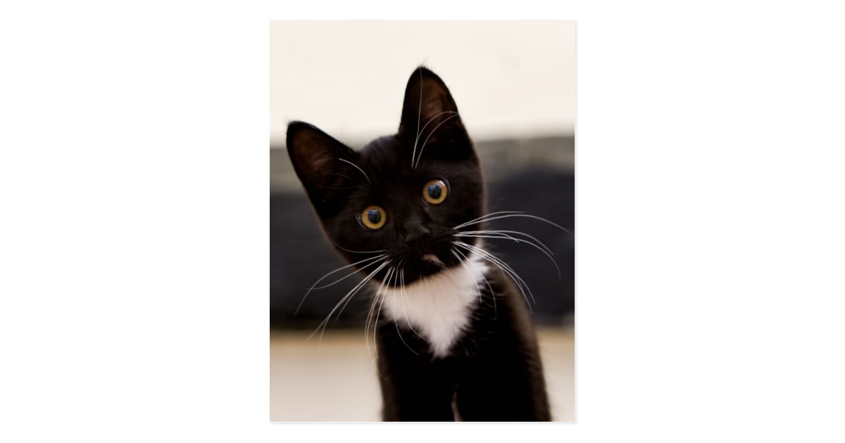 Cute Black And White Tuxedo Kitten Postcard | Zazzle.com