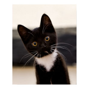 Cute Black And White Tuxedo Kitten Poster