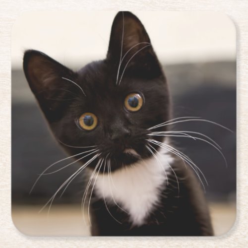 Cute Black And White Tuxedo Kitten Square Paper Coaster