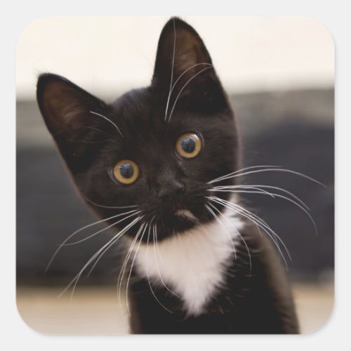 Cute Black And White Tuxedo Kitten Square Sticker