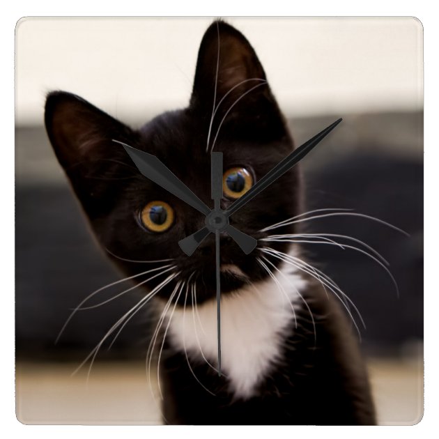 black and white tuxedo kitten