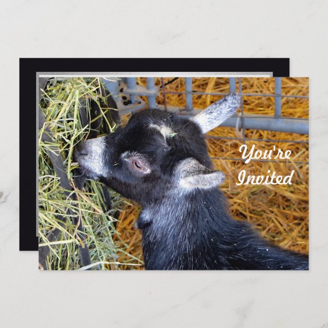 Cute Black Baby Goat Eating Hay Photo Birthday Invitation (Front/Back)