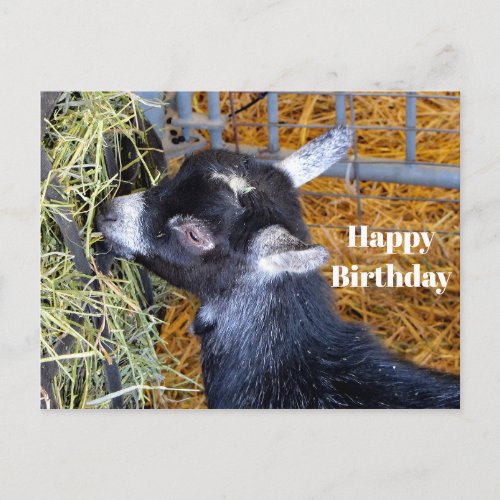Cute Black Baby Goat Eating Hay Photo Birthday Postcard