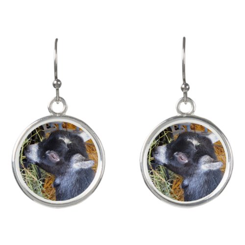 Cute Black Baby Goat Eating Hay Photo Earrings