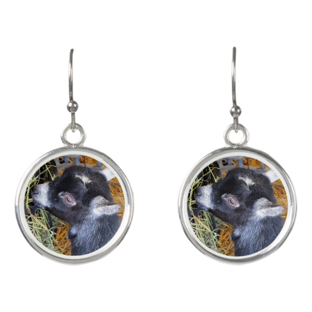 Cute Black Baby Goat Eating Hay Photo Earrings (Front)