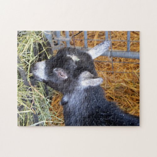 Cute Black Baby Goat Eating Hay Photo Jigsaw Puzzle