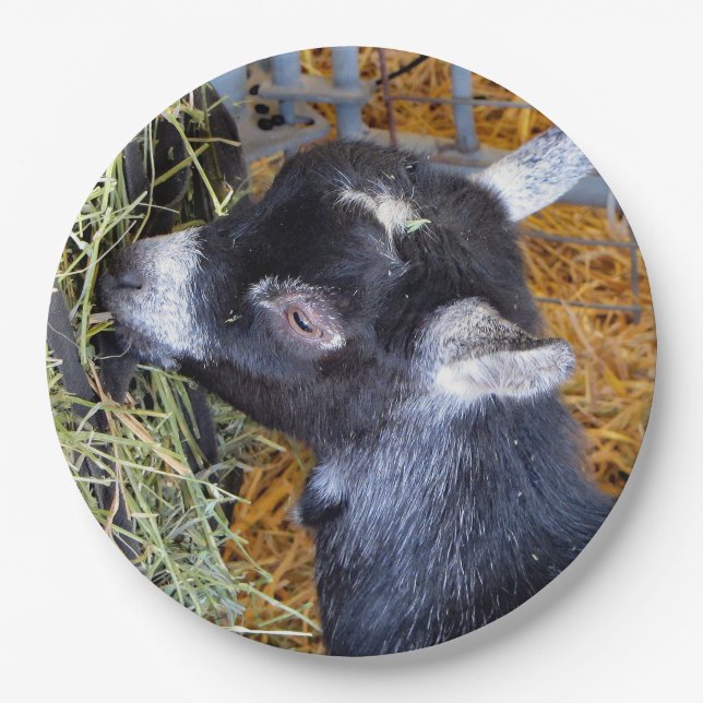Cute Black Baby Goat Eating Hay Photo Paper Plates (Front)
