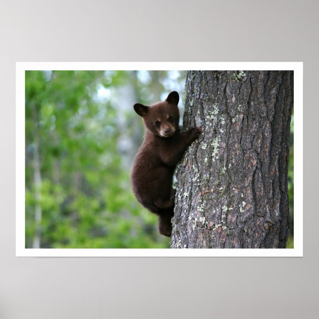 Cute Black Bear Cub Climbing a Tree Poster (Front)