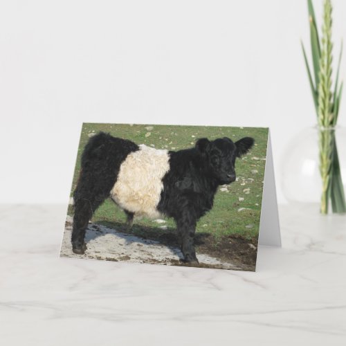 Cute Black Belted Galloway Calf Card