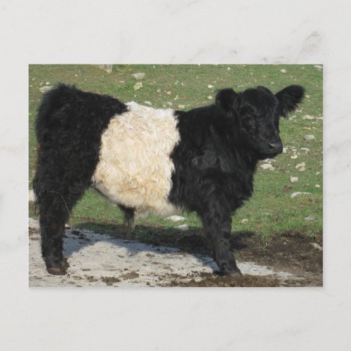 Cute Black Belted Galloway Calf Postcard