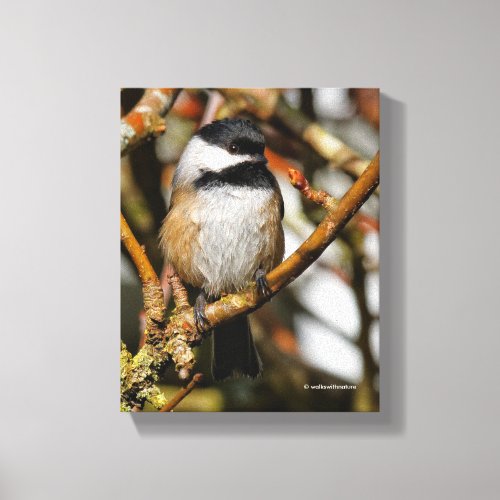 Cute Black_Capped Chickadee in the Tree Canvas Print