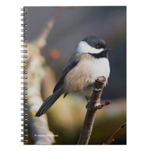 Cute Black_Capped Chickadee on Branch Notebook