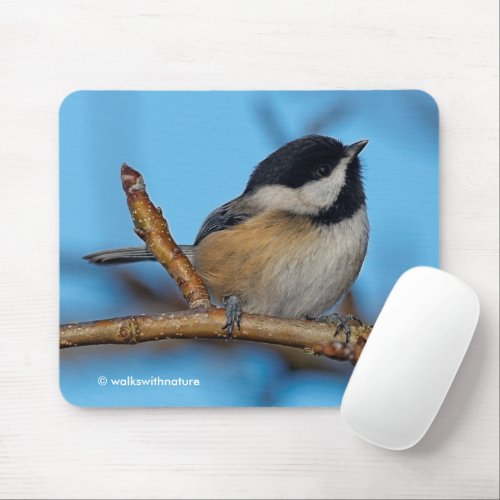 Cute Black_Capped Chickadee on Pear Tree Mouse Pad