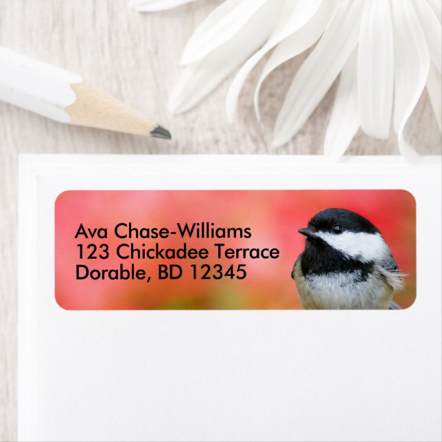 Cute Black-Capped Chickadee Songbird on Apple Tree Label (Insitu)