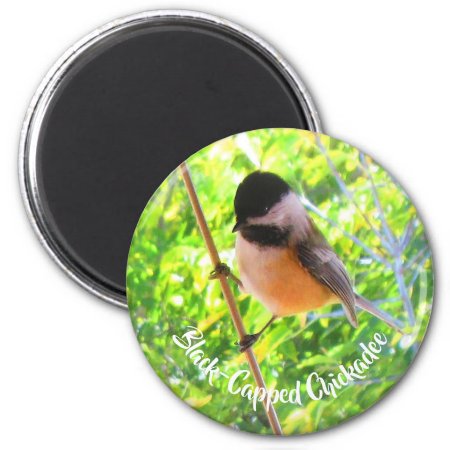 Cute Black Capped Chickadee Wild Birds Nature Magnet