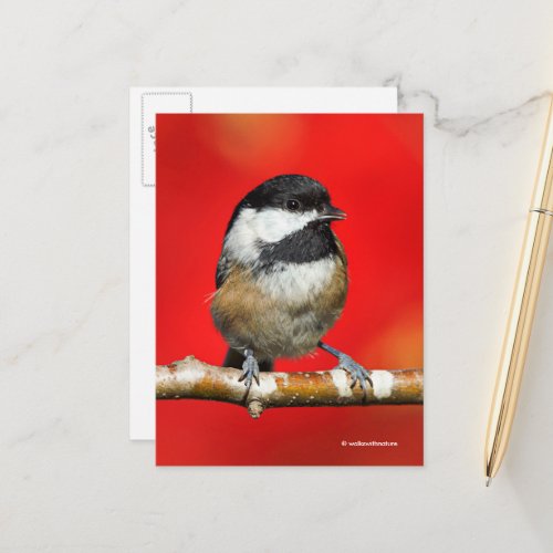 Cute Black_Capped Chickadee with Red Autumn Leaves Postcard