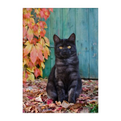 Cute Black Cat Funny Kitten Red Leaves Blue Door - Acrylic Wall Art