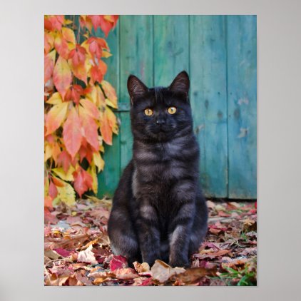 Cute Black Cat Funny Kitten Red Leaves Blue Door - Poster