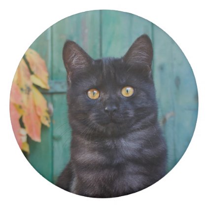 Cute Black Cat Kitten with Red Leaves Blue Door ; Eraser