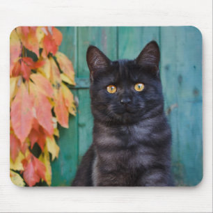 Cute Black Cat Kitten with Red Leaves Blue Door -- Mouse Pad