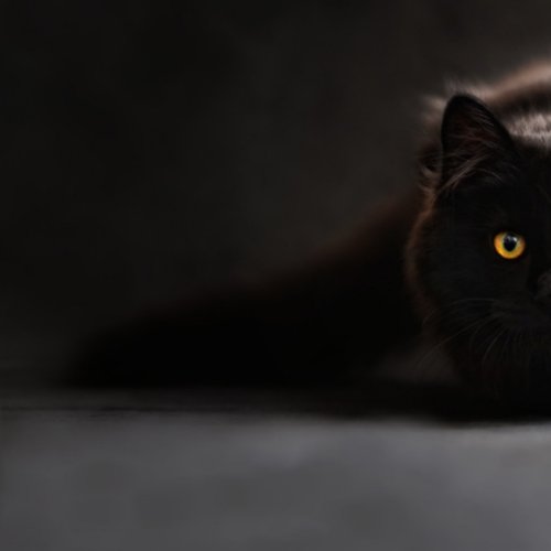 cute black cat lumbar pillow