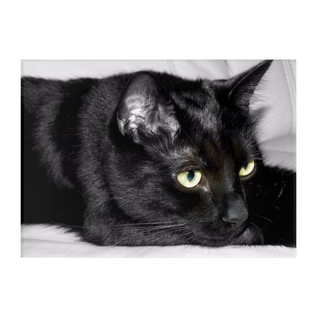 Cute Black Cat Portrait Acrylic Print (Front)