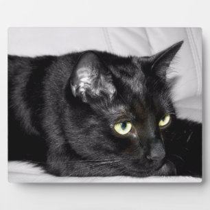 Cute Black Cat Portrait Plaque