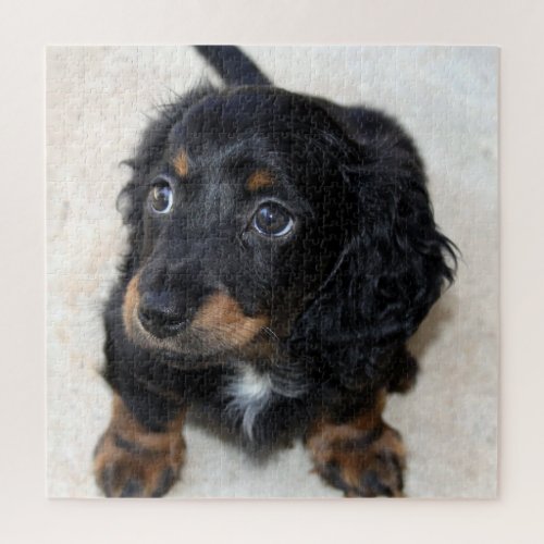 Cute black Dachshund Puppy Dog  Jigsaw Puzzle