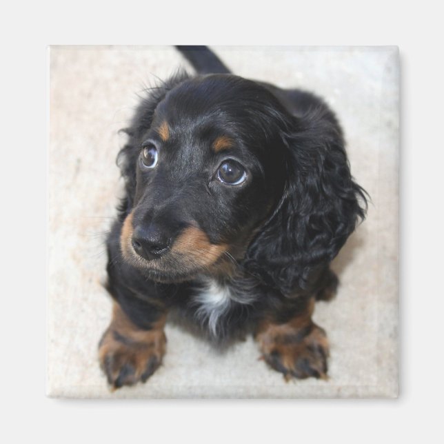 Cute black Dachshund Puppy Dog Magnet (Front)