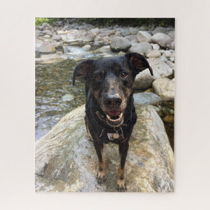 Cute Black Dog Lab Shepherd Dog Nature From Photo Jigsaw Puzzle